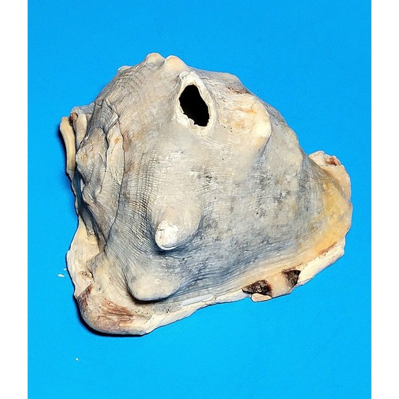 Queen Helmet Seashell Horned Gulf Conch Elaborate Opening 5.6" X 5" VGC! #D - Picture 6 of 13